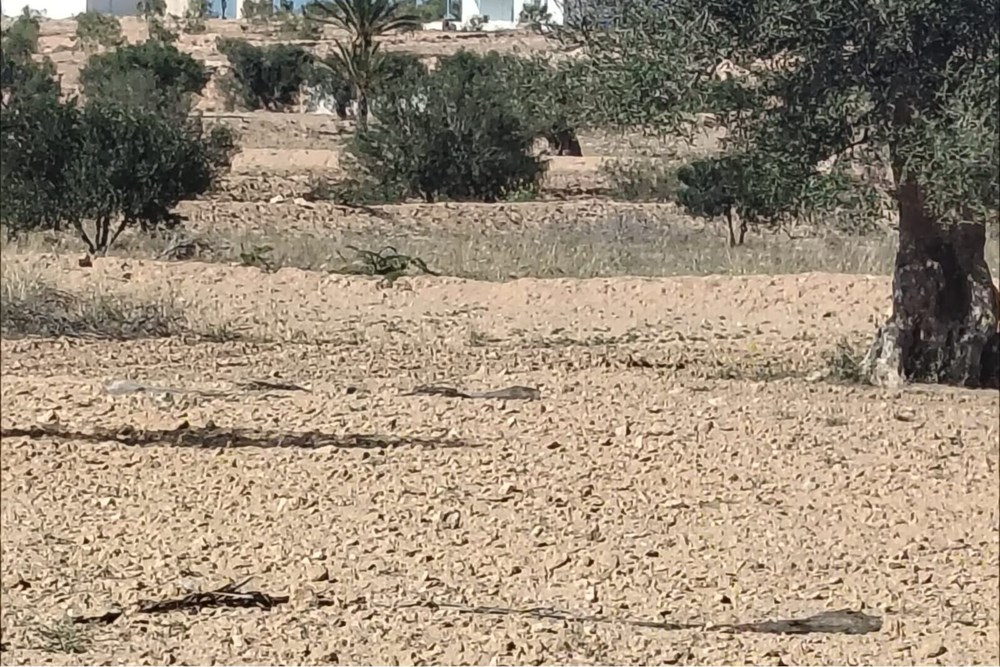 Terrain agricole vue mer à vendre à Djerba Ajim