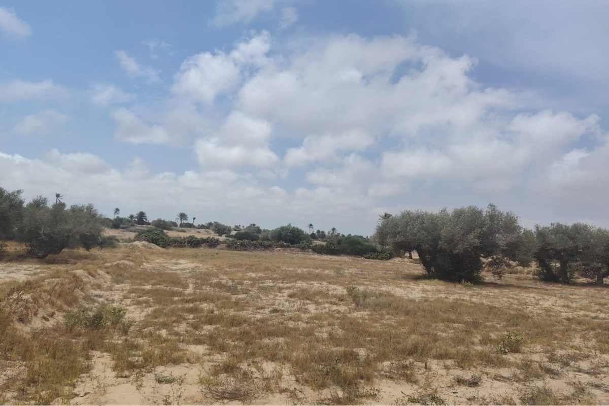 Terrain agricole  à vendre à   Djerba - Houmt Souk